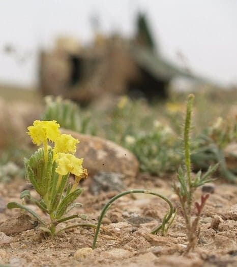 Gul ørkenblomst foran et sløret militært køretøj